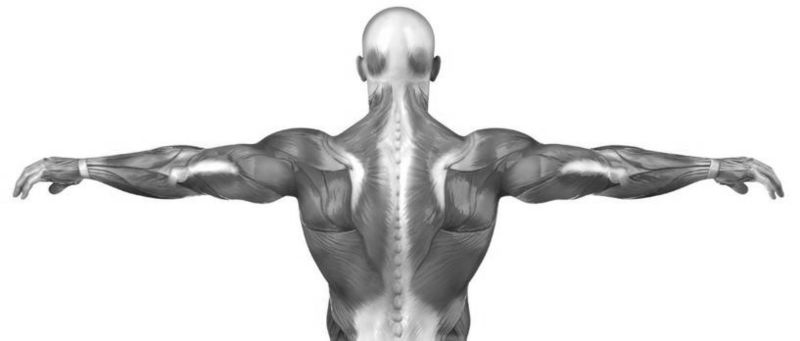 black and white image of the back of a human muscular