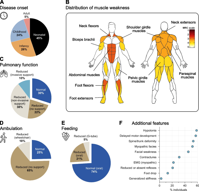 Myopathy chart of muscular myopathy